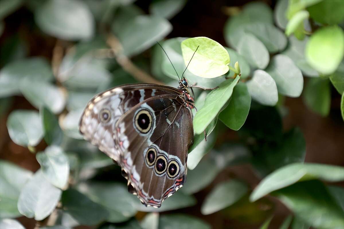 Şebi Arus için gelenler Konya’nın ünlü mekanında huzur bulacak 15